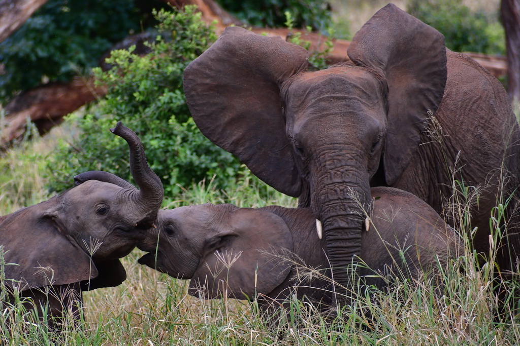 Tarangire NP